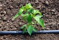 SMD Drip Irrigation Tape